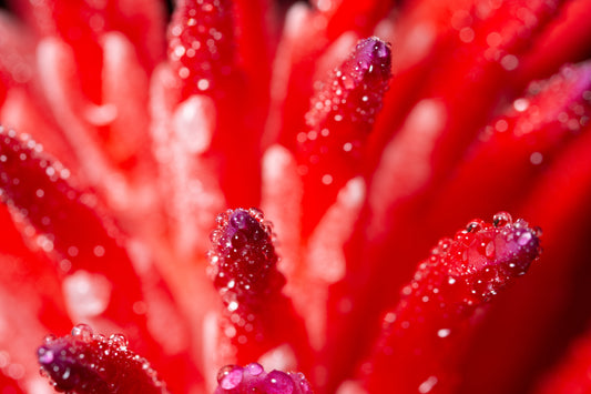 Why Astaxanthin Is the Secret to Elevating Your Health Game