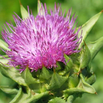 Herb Pharm Milk Thistle Seed Extract w/140 mg 60 Vegetarian