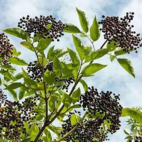 Norm's Farms Black Elderberry Wellness Syrup 2 8 8 Oz.