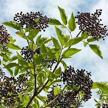 Norm's Farms Black Elderberry Wellness Syrup 2 8 8 Oz.