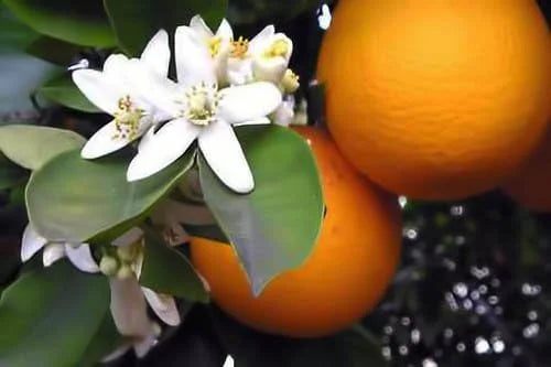 Premium Organic Moroccan Orange Blossom (Neroli) Water | 4oz Imported From Morocco | Food Grade | Packed With Natural Anti...