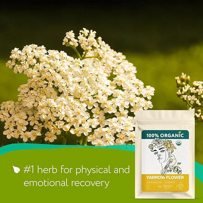 Yarrow Flower Tea Organic - Dried Yarrow Herb Loose Leaf - Herbal Tea to Support Cardiovascular Health, Immune Function & ...