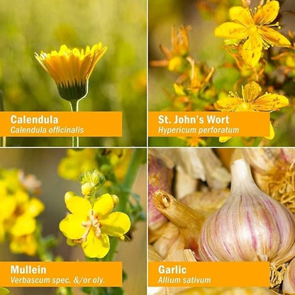 Herb Pharm Kids Mullein and Garlic 1 Fl