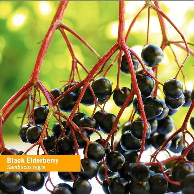 Herb Pharm Certified Organic Black Elderberry 1 Oz