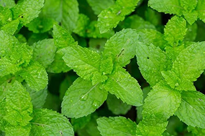 US Organic 100% Pure Peppermint Essential Oil - USDA Certified Organic - 15 ml Pack of 2 - w/Improved caps and droppers (M...