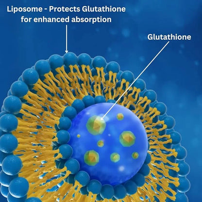 Liposomal Glutathione Supplement Antioxidant Supplement w/Gluta-IV™, 60Total Liposomal