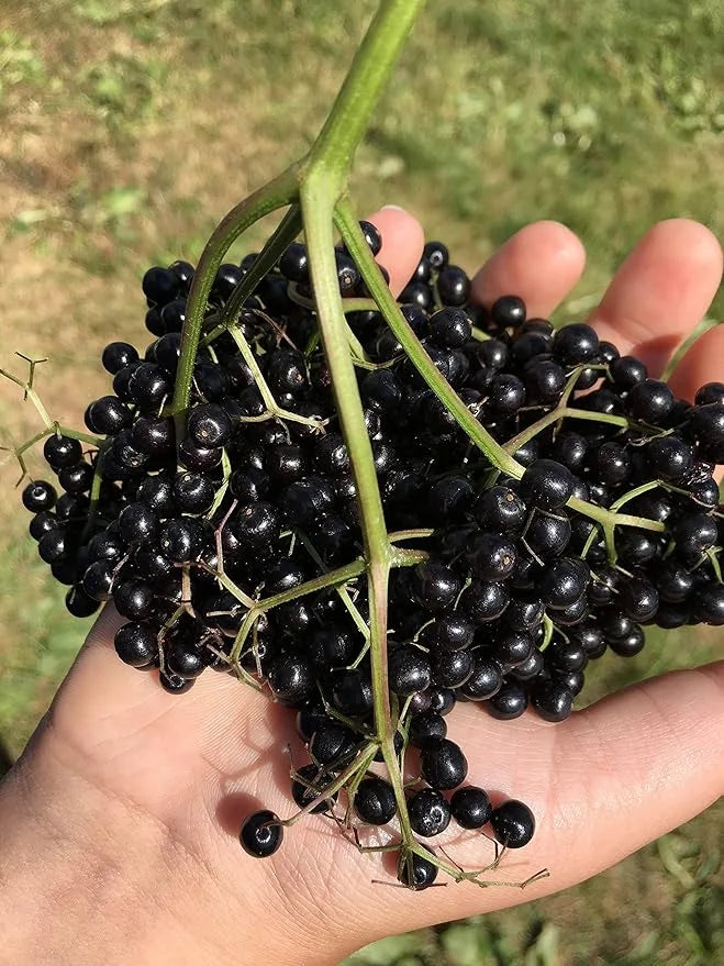 Fat Stone Farm Pure Organic Elderberry 2x 9.3 9.3 fl.