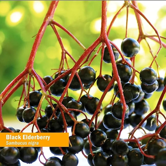 Herb Pharm Certified Organic Black Elderberry 4 Ounce