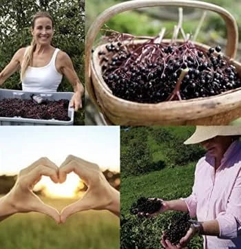 Elderberry Concentrated Extract for Immune System 8.45 Ounces 100% Pure