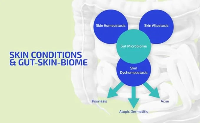 Codex Labs BIA GutBuilder – Supports Gut Health & Immunity - Fortifies Gut Microbiome & Skin Barrier with Prebiotics & Sup...